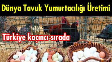 Dünya Tavuk Yumurtacılığı Üretimi