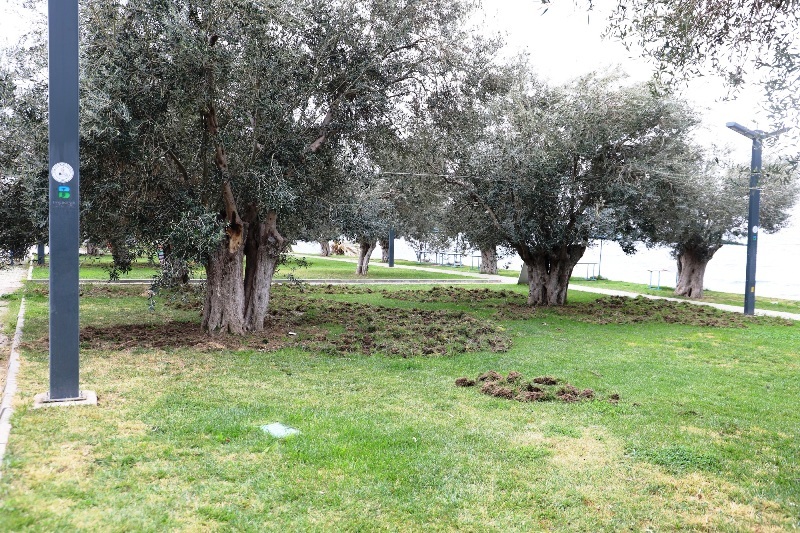 BURHANIYE-DOMUZLAR-1 Burhaniye’de Domuzlar Sahili Talan Etti