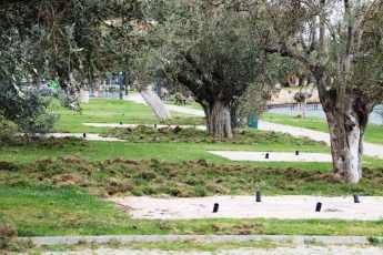 BURHANİYE DOMUZLAR (3)