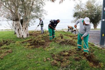 BURHANİYE DOMUZLAR (4)