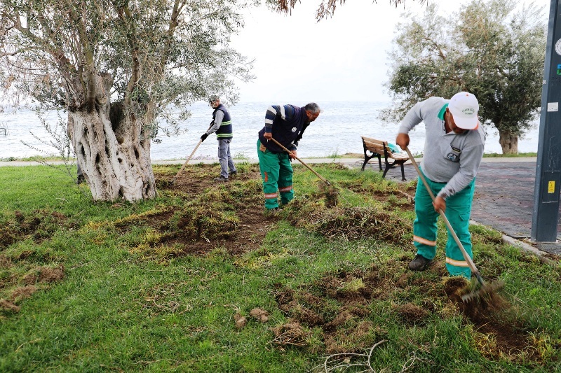 BURHANIYE-DOMUZLAR-4 Burhaniye’de Domuzlar Sahili Talan Etti