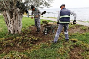 BURHANİYE DOMUZLAR (5)