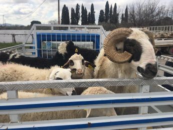 17-345x259 HAVRAN DEPREM BÖLGESİNE HER GÜN YARDIM GÖNDERDİ