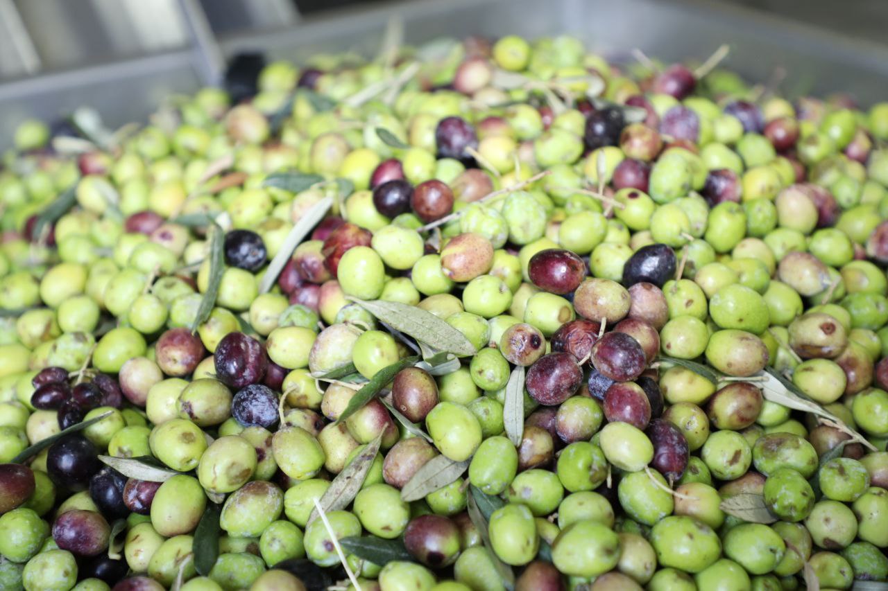 Edremit-Belediyesinden-zeytine-buyuk-destek-1 Edremit Belediyesinden zeytine büyük destek