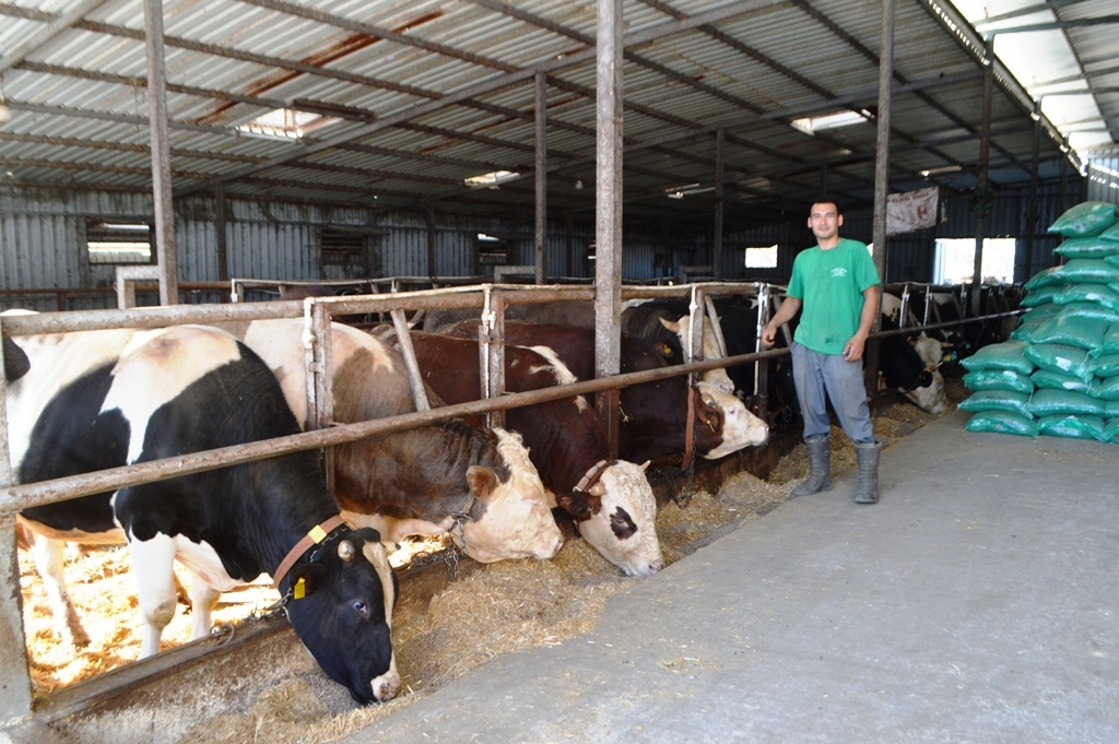 DSC_0289 BU DETAYLARA DİKKAT ETMEDEN KURBANLIK SATIN ALMAYIN…