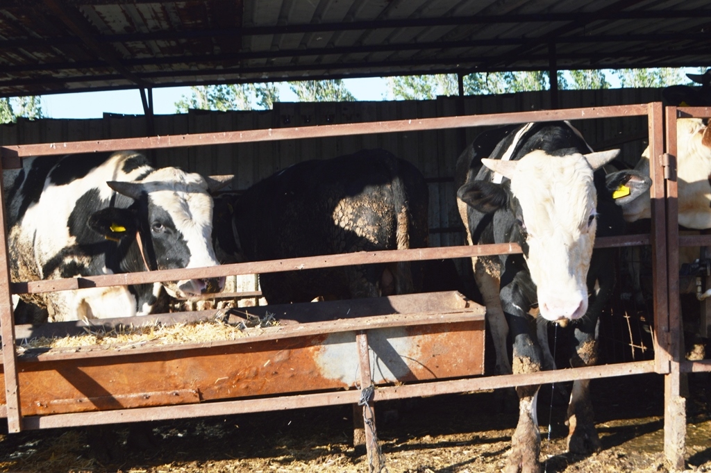 DSC_0361 BU DETAYLARA DİKKAT ETMEDEN KURBANLIK SATIN ALMAYIN…