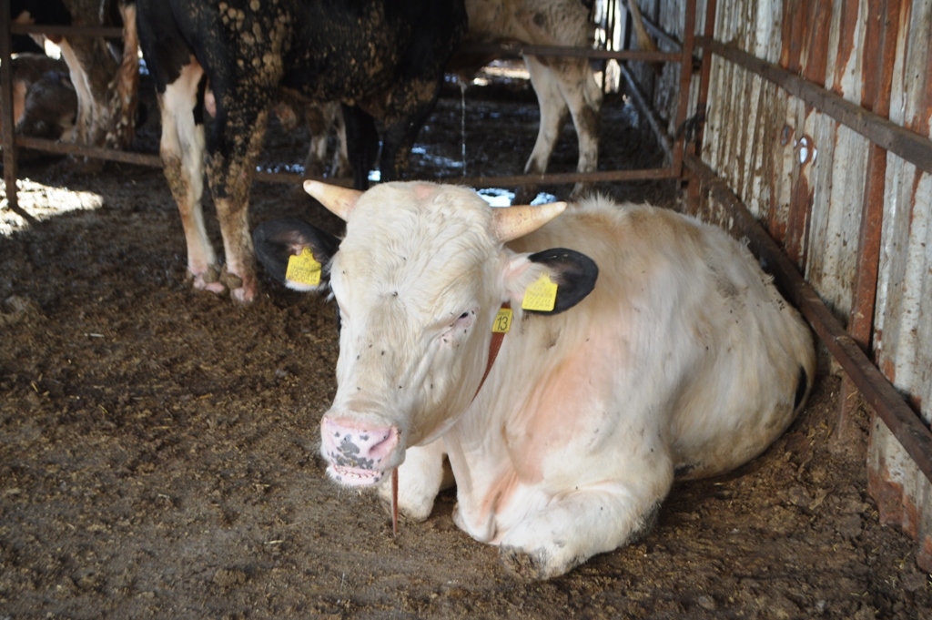 DSC_0430 BU DETAYLARA DİKKAT ETMEDEN KURBANLIK SATIN ALMAYIN…