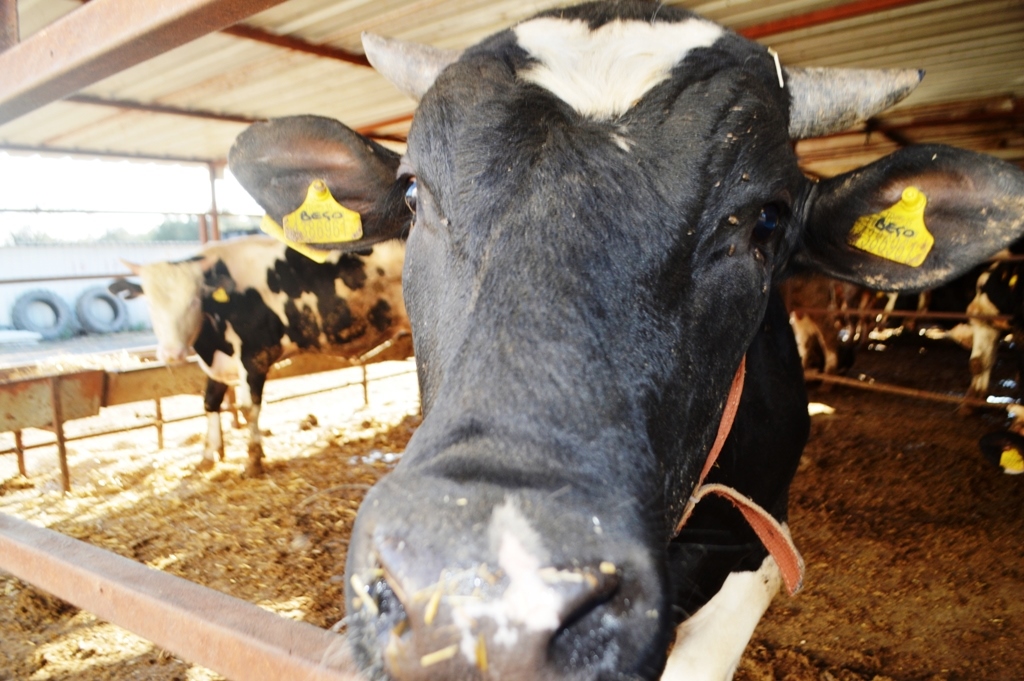 DSC_0435 BU DETAYLARA DİKKAT ETMEDEN KURBANLIK SATIN ALMAYIN…