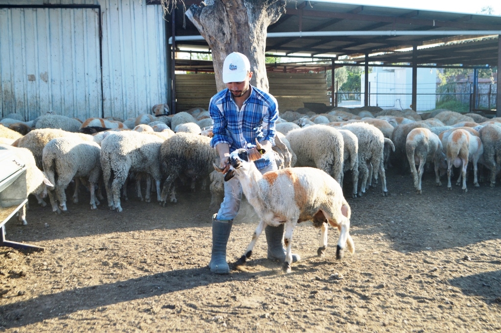 DSC_0488 BU DETAYLARA DİKKAT ETMEDEN KURBANLIK SATIN ALMAYIN…