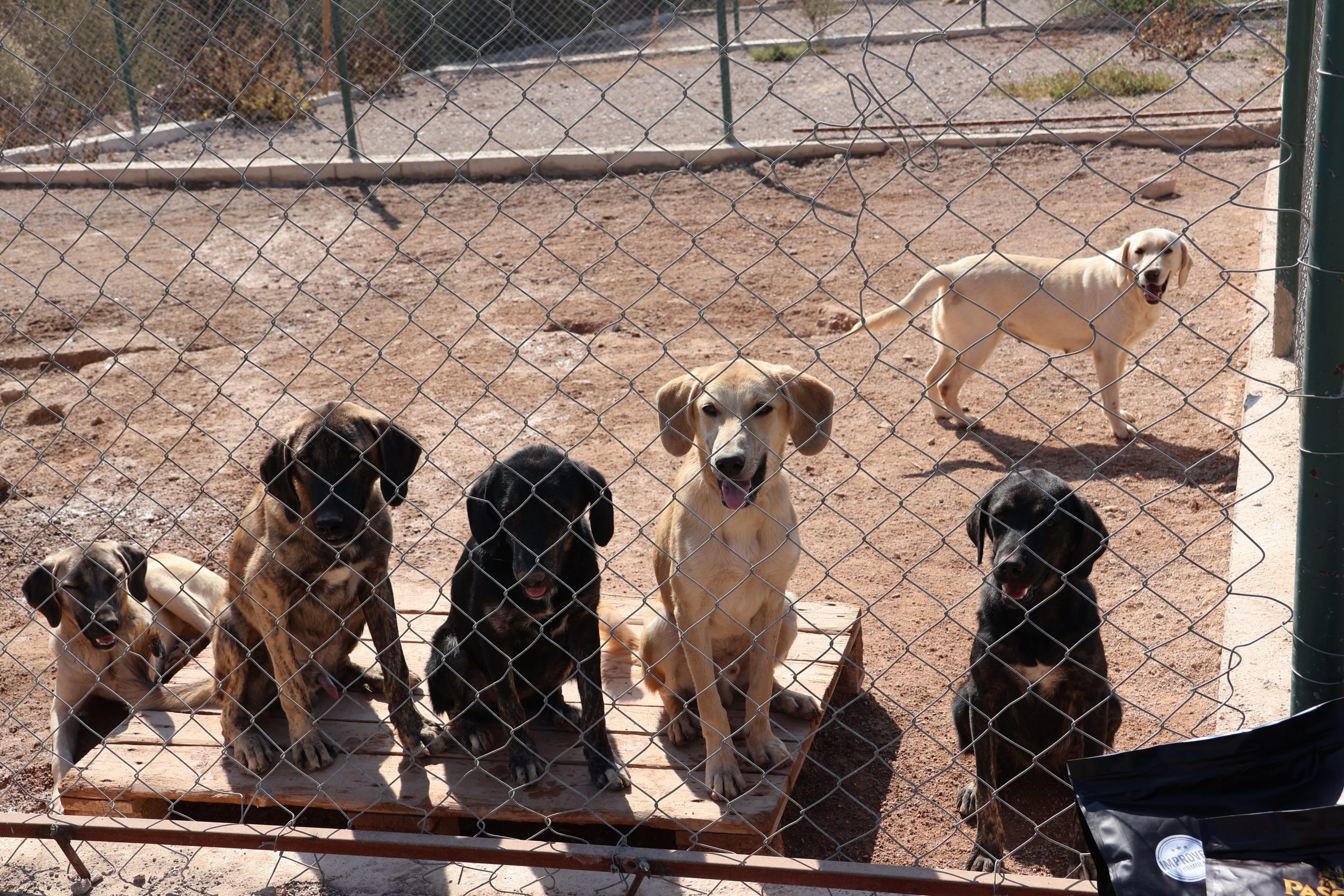 1721896010_1707370873_IMG_3824-scaled 91 ülkedeki patili dostların maması Türkiye’den