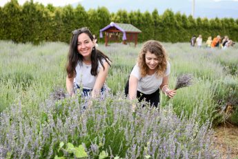 balikesir_5._aromaterapi_festivali_kapilarini_araladi_15-345x230 Balıkesir 5. Aromaterapi Festivali kapılarını araladı