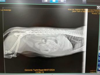 tedavisi_tamamlanan_can_dost_dogal_ortamina_salindi_4