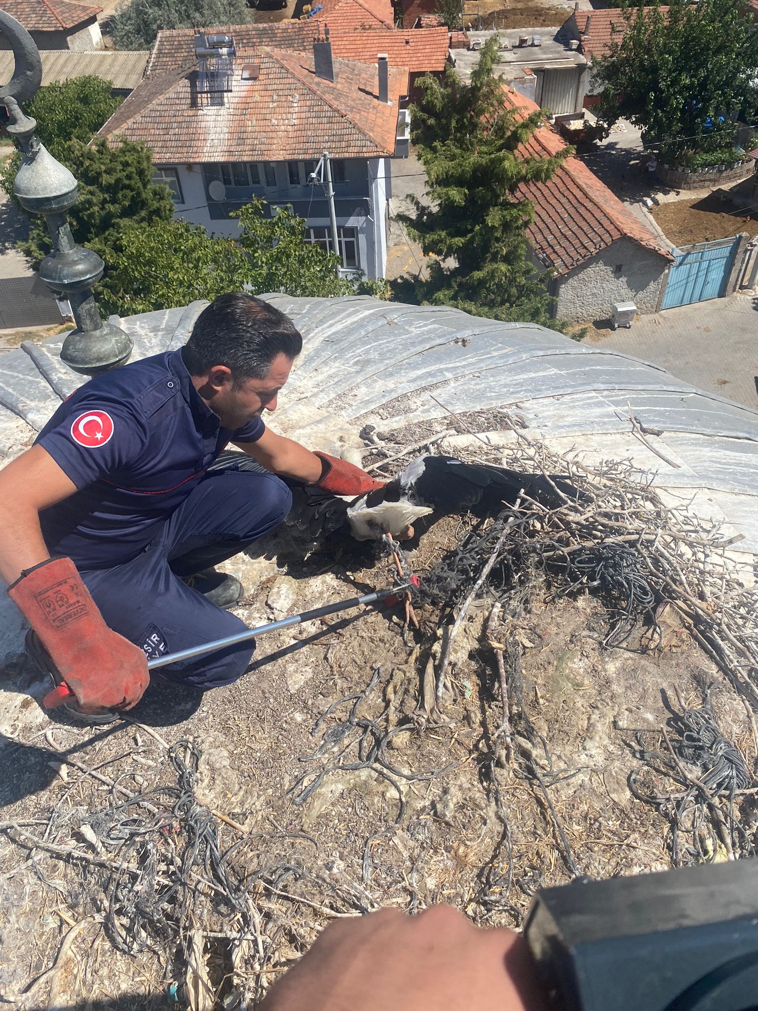 Büyükşehir, yaralı leyleği kurtardı