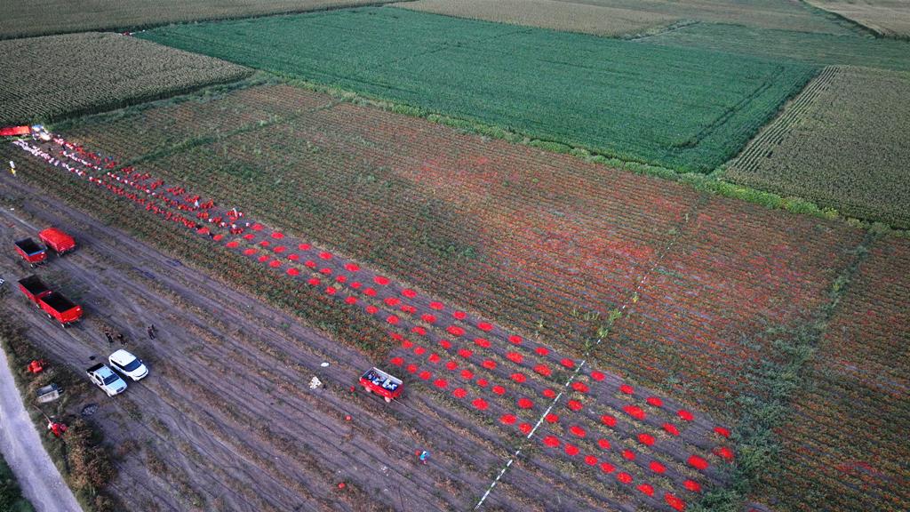 buyuksehirin_tarimsal_sulama_destegiyle_ilk_hasat_yapildi_1 Başkan Akın, üreticinin yüreğine su serpti