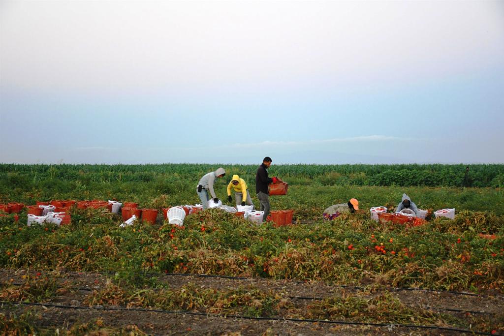 buyuksehirin_tarimsal_sulama_destegiyle_ilk_hasat_yapildi_10 Başkan Akın, üreticinin yüreğine su serpti