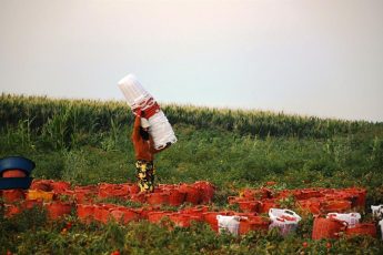 buyuksehirin_tarimsal_sulama_destegiyle_ilk_hasat_yapildi_11-345x230 Başkan Akın, üreticinin yüreğine su serpti