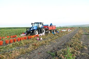 buyuksehirin_tarimsal_sulama_destegiyle_ilk_hasat_yapildi_12-345x230 Başkan Akın, üreticinin yüreğine su serpti