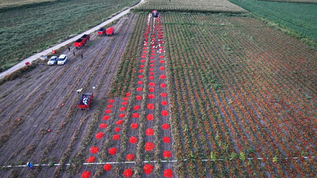 buyuksehirin_tarimsal_sulama_destegiyle_ilk_hasat_yapildi_3 Başkan Akın, üreticinin yüreğine su serpti