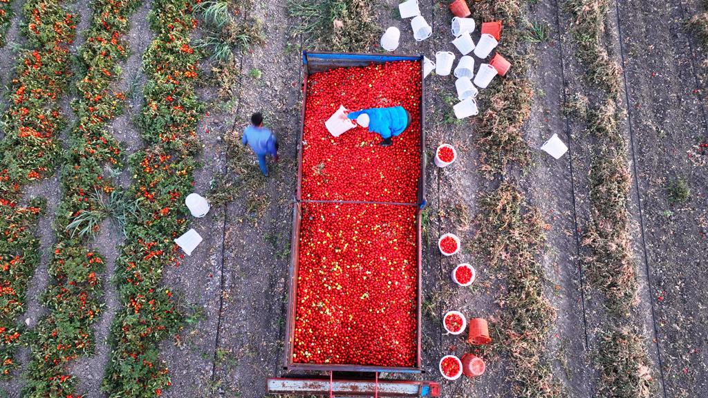 buyuksehirin_tarimsal_sulama_destegiyle_ilk_hasat_yapildi_4 Başkan Akın, üreticinin yüreğine su serpti