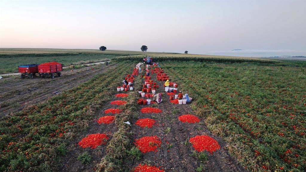 buyuksehirin_tarimsal_sulama_destegiyle_ilk_hasat_yapildi_5 Başkan Akın, üreticinin yüreğine su serpti