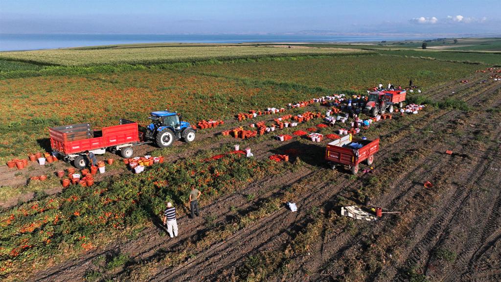 buyuksehirin_tarimsal_sulama_destegiyle_ilk_hasat_yapildi_8 Başkan Akın, üreticinin yüreğine su serpti