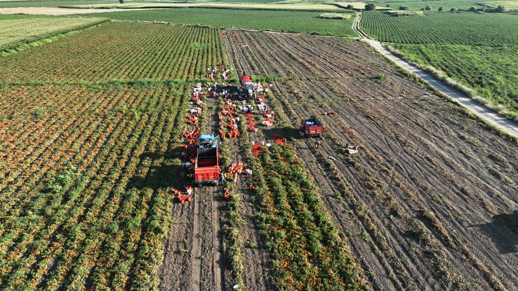 buyuksehirin_tarimsal_sulama_destegiyle_ilk_hasat_yapildi_9 Başkan Akın, üreticinin yüreğine su serpti