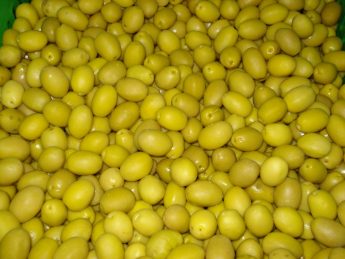 zeytinyagi-sektoru-4-345x259 Türk zeytin ve zeytinyağı sektörü Kanada’yı radarına aldı