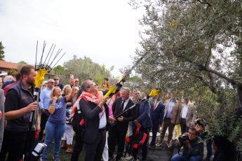 02-2-345x230 20. Ayvalık Uluslararası Zeytin Hasat ve Turizm Festivali Başlıyor…