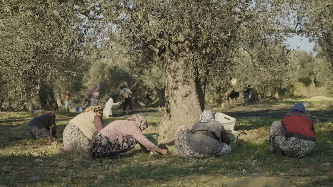 05-2-1 20. Ayvalık Uluslararası Zeytin Hasat ve Turizm Festivali Başlıyor…