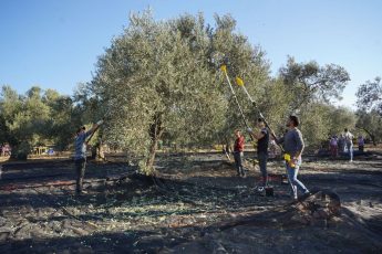 06-3-345x230 20. Ayvalık Uluslararası Zeytin Hasat ve Turizm Festivali Başlıyor…