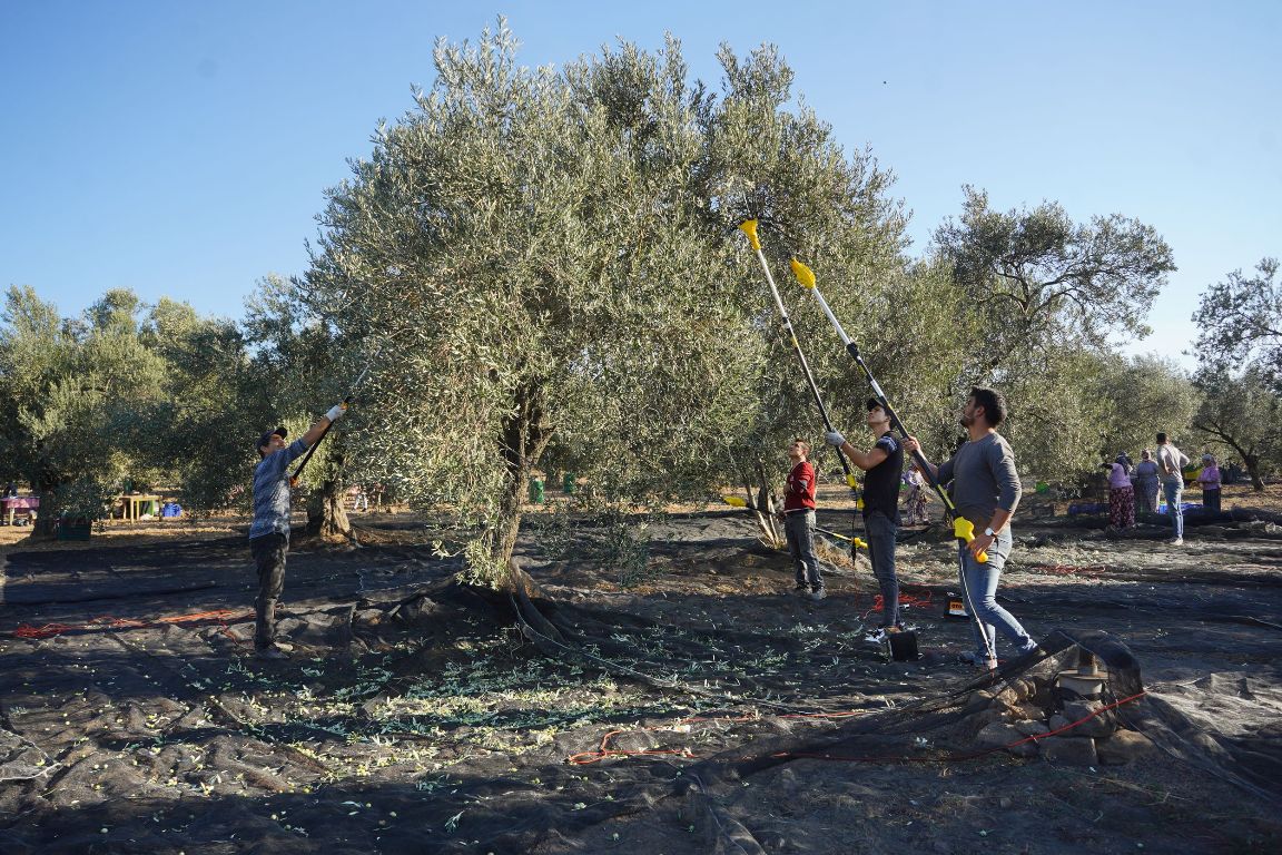 06-3 20. Ayvalık Uluslararası Zeytin Hasat ve Turizm Festivali Başlıyor…