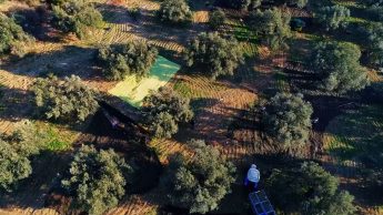 08-3-345x194 20. Ayvalık Uluslararası Zeytin Hasat ve Turizm Festivali Başlıyor…