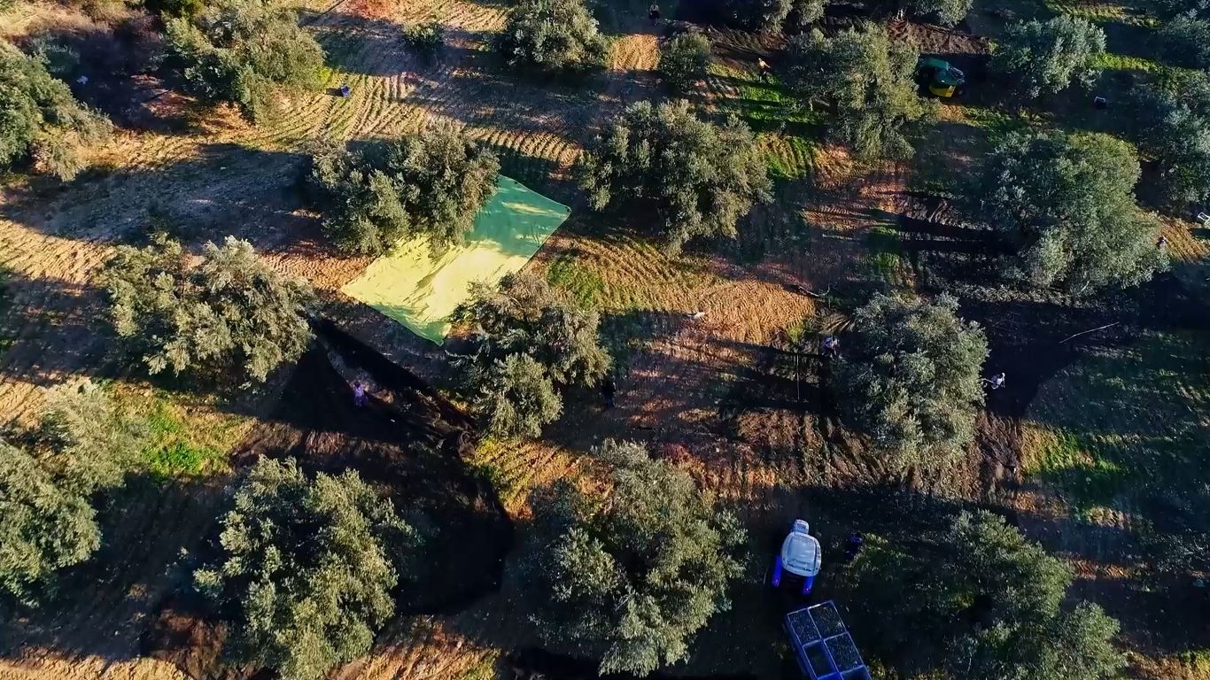 08-3 20. Ayvalık Uluslararası Zeytin Hasat ve Turizm Festivali Başlıyor…