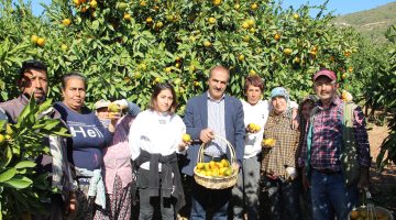 Satsuma mandalinanın ihracat yolculuğu 17 Ekim’de başlıyor