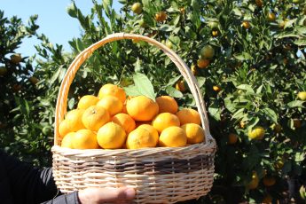 1-3-10-345x230 Satsuma mandalinanın ihracat yolculuğu 17 Ekim’de başlıyor