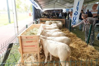 1-9-2-345x230 BALIKESİR TARIM VE HAYVANCILIK FUARI ZİYARETÇİ REKORU KIRDI