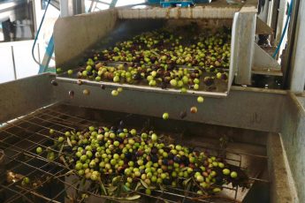 10-7-345x230 BURHANİYE'DE ZEYTİN HASADI BAŞLADI