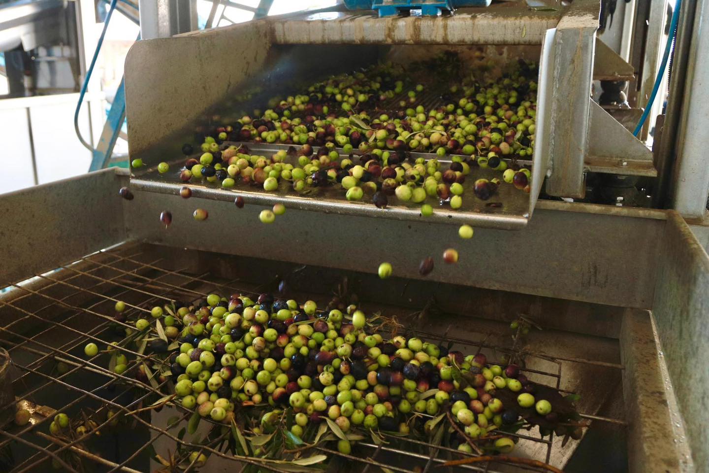 10-7 BURHANİYE'DE ZEYTİN HASADI BAŞLADI