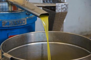 11-4-345x230 BURHANİYE'DE ZEYTİN HASADI BAŞLADI