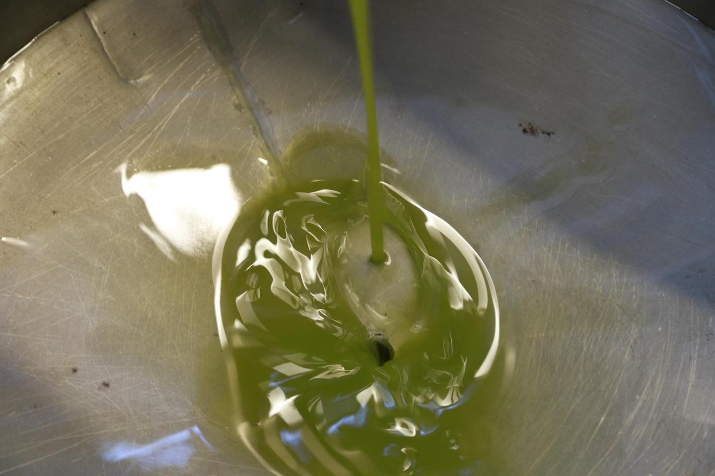 12-4 BURHANİYE'DE ZEYTİN HASADI BAŞLADI