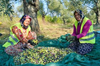 2-6-345x230 BURHANİYE'DE ZEYTİN HASADI BAŞLADI