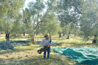 3-6-345x230 BURHANİYE'DE ZEYTİN HASADI BAŞLADI