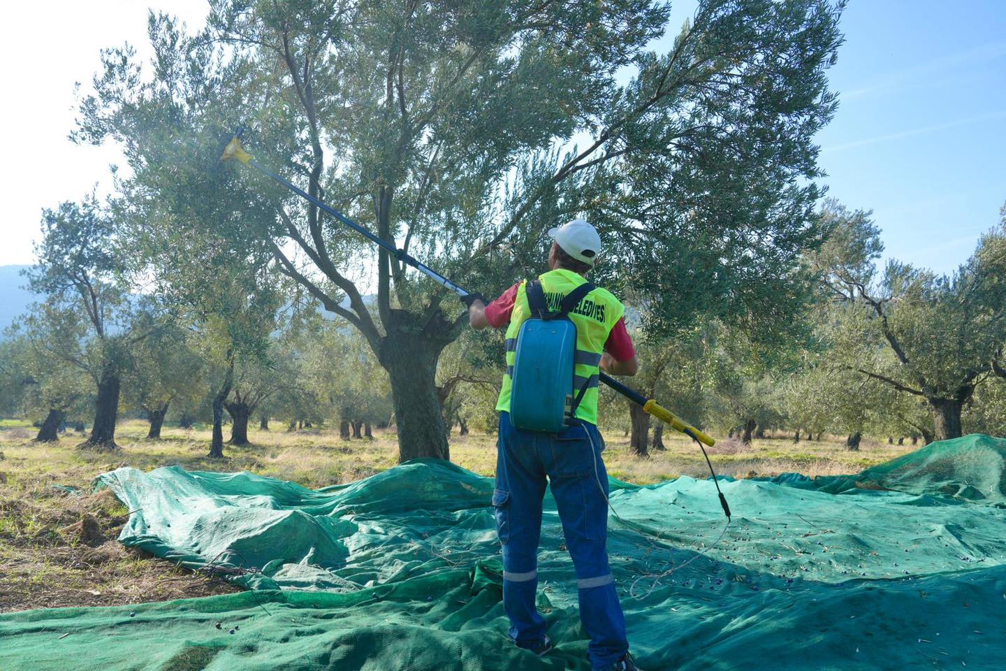 4-5 BURHANİYE'DE ZEYTİN HASADI BAŞLADI