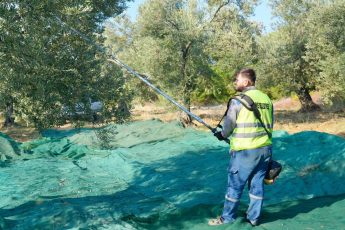 5-6-345x230 BURHANİYE'DE ZEYTİN HASADI BAŞLADI