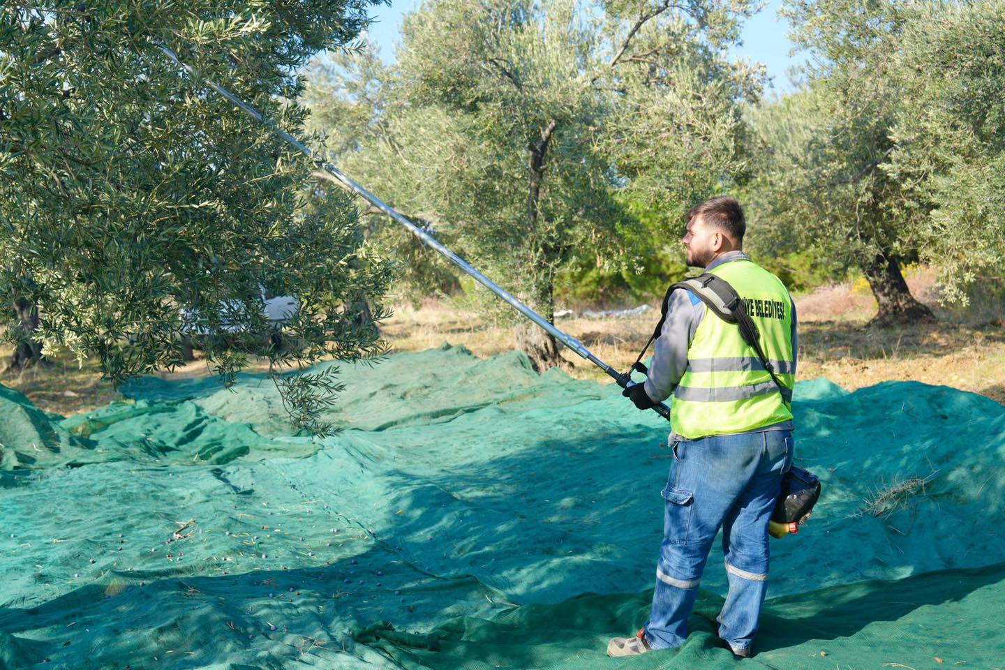 5-6 BURHANİYE'DE ZEYTİN HASADI BAŞLADI