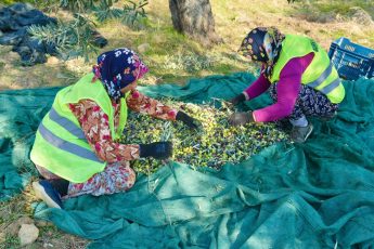 6-5-345x230 BURHANİYE'DE ZEYTİN HASADI BAŞLADI