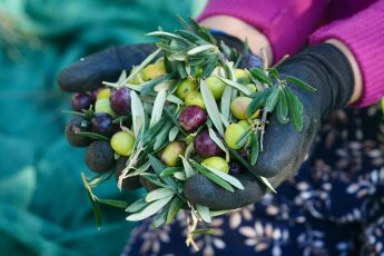 7-5-345x230 BURHANİYE'DE ZEYTİN HASADI BAŞLADI