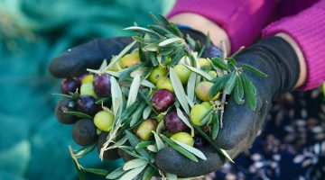 BURHANİYE’DE ZEYTİN HASADI BAŞLADI