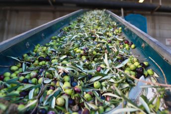 9-4-345x230 BURHANİYE'DE ZEYTİN HASADI BAŞLADI