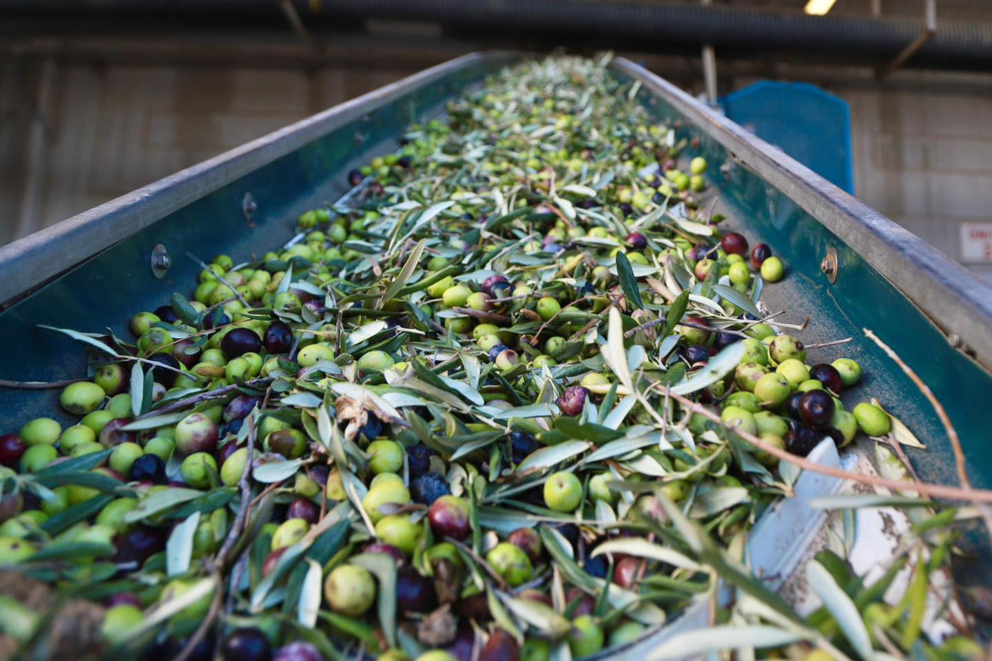 9-4 BURHANİYE'DE ZEYTİN HASADI BAŞLADI